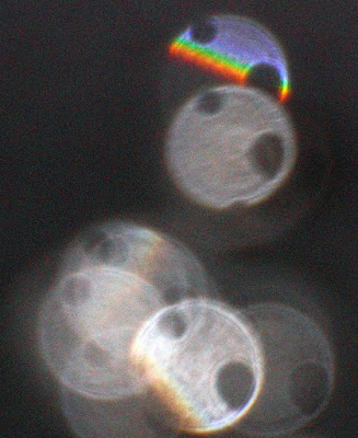 striped orb with two holes