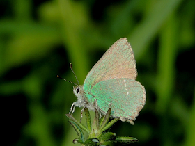 Censos de mariposas BMS en Pontevedra