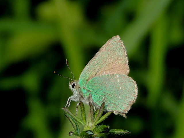 Censos de mariposas BMS en Pontevedra