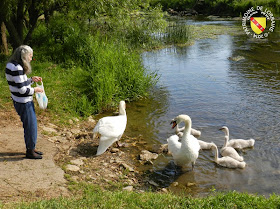 Le long du Madon à Pierreville ! Cygnes