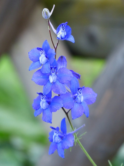 Descubra 10 flores que são naturalmente azuis - Bio Orbis