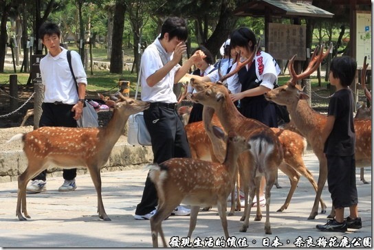 奈良梅花鹿公園，大家不要搶，不要咬我～