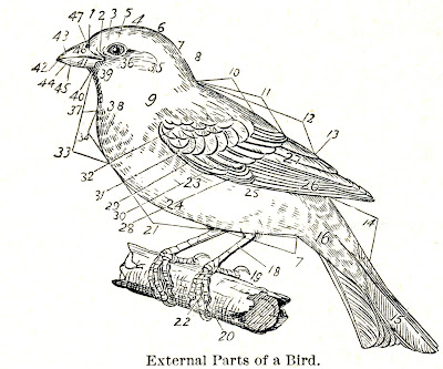 Free Vintage Clip Art Dictionary Bird Images