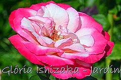 29   - Glória Ishizaka - Rosas do Jardim Botânico Nagai - Osaka