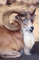 U animal - urial, U for urial pics