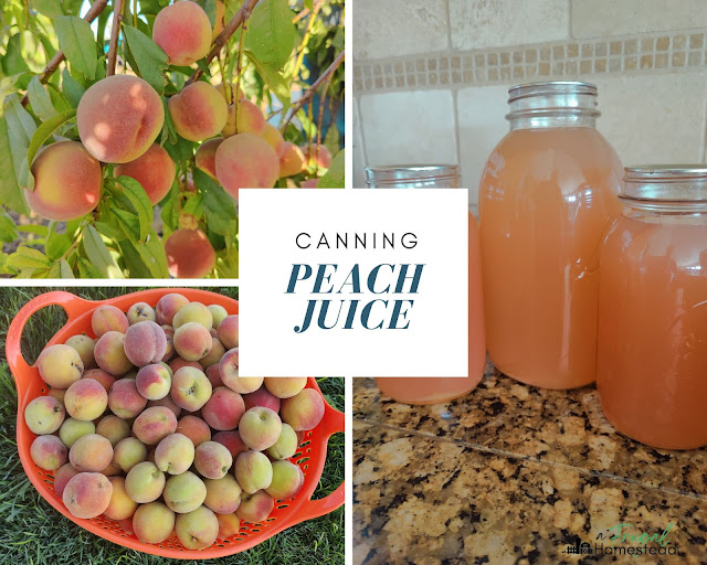 Canning peach juice is a great was to preserve those summer peaches even during the colder months.