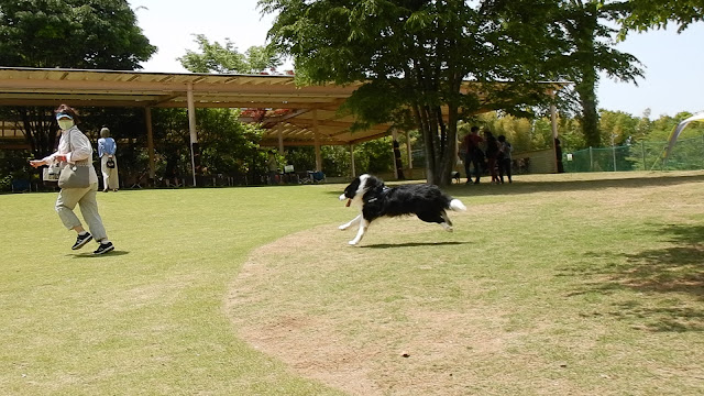 保護犬 ボーダーコリー トーマ 小谷流の里ドギーズアイランド