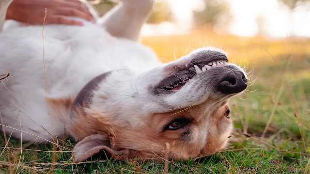 Dog Belly Rubs