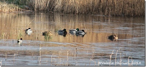 49-ducks