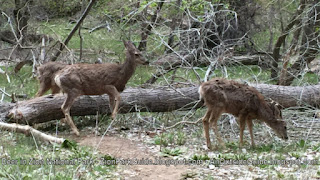 Deer in Zion Canyon - Zion National Park deer pictures