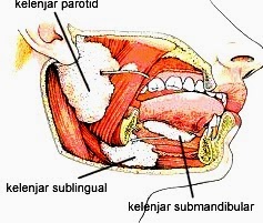 Bagian kelenjar ludah