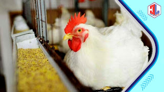 Tips Sukses Memulai Bisnis Ayam Potong untuk Para Pengusaha Peternakan