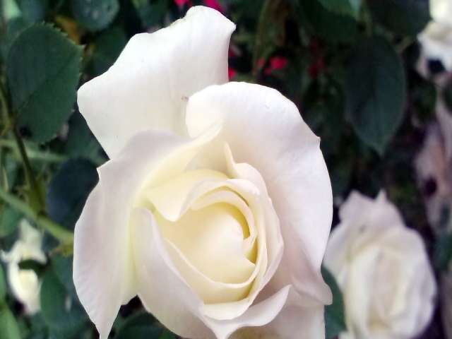 White Rose in flower bed #garden