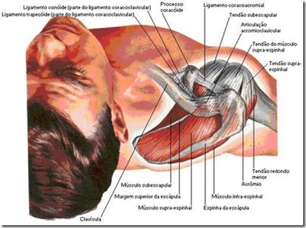 subscapular