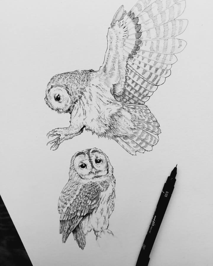 09-Owl-drawing-study-Animal-Drawings-Rebecca-Seddon-www-designstack-co