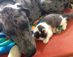 Foto Tinycat dan Zeus, persahabatan kucing mungil dan anjing raksasa
