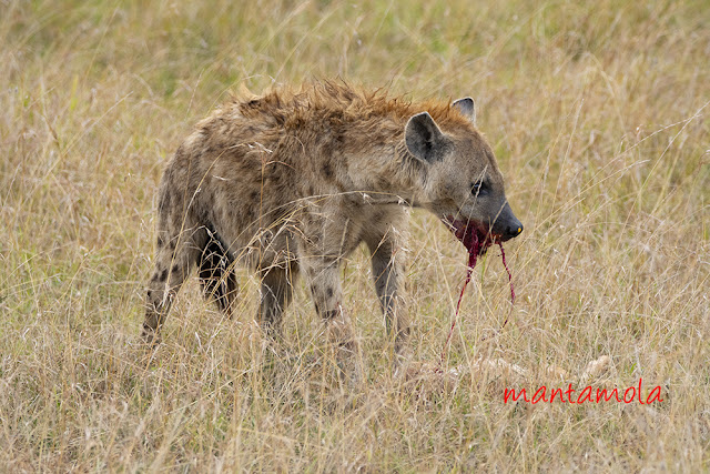 Spotted Hyena