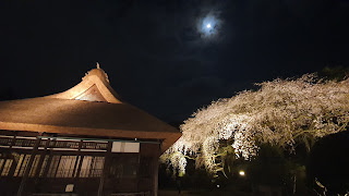 【秩父宮記念公園】令和６年も桜まつり、椿まつりを開催します！！