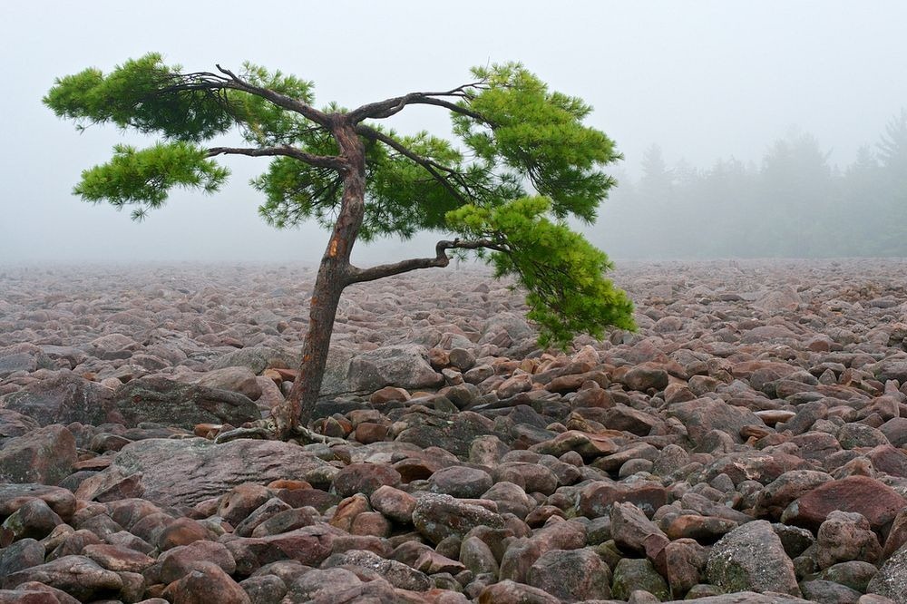 hickory-run-boulder-field-3
