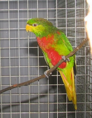 Yellow billed lorikeet