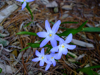 Glory of the Snow (Chionodoxa forbesii)