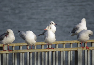 Black Headed Gull, Grimsbury Reservoir, Oxfordshire, VK40, Danish ringed