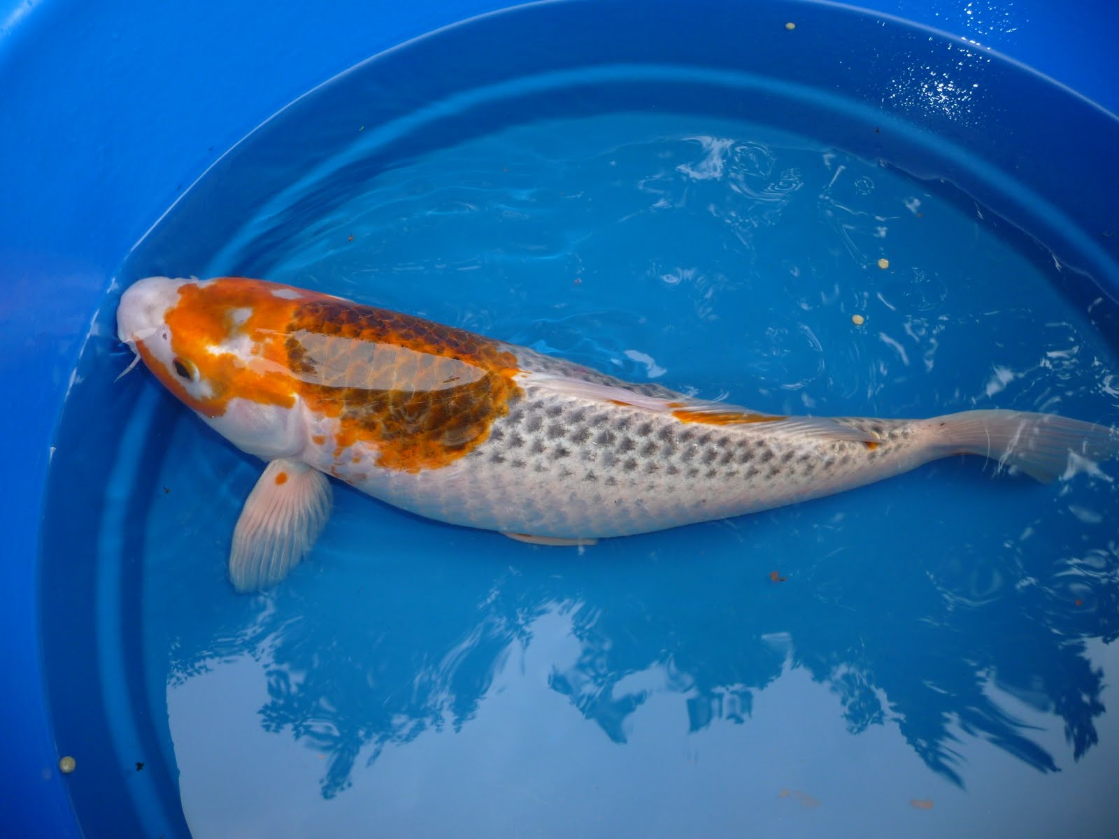 Living with Koi: More Pictures of my Koi