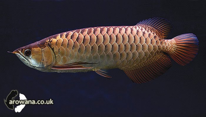 Crossback Golden Arowanas Picture