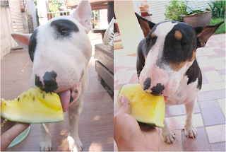 Bull Terrier with water melon อากาศ ร้อนๆ กับแตงโมหวานฉ่ำ