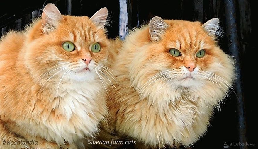 rare beautiful cats