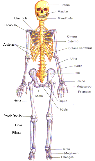 ESQUELETO HUMANO.