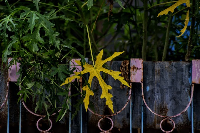 Daun Pepaya Jepang yang menguning