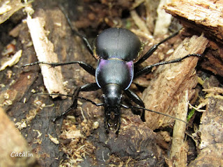 Carabus (Megodontus) violaceus andrzejuscii IMG18253