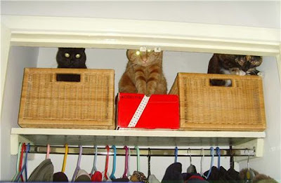 How to Organize Your Cats Seen On www.coolpicturegallery.us