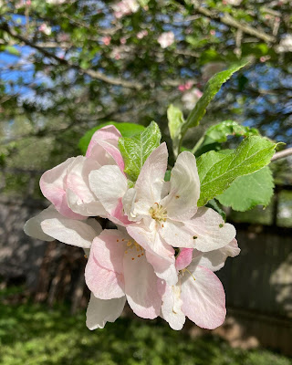 Close-up of white and light pink apple blossoms with green leaves. The rest of the tree is blurred in the background.