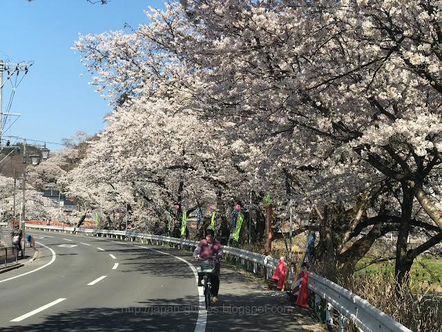 Sakura Kitasu River Fukushima