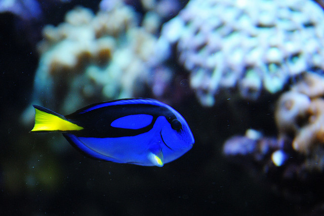 original finding dory