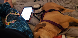photo of messy bed with legs out stretched on left and beginning of a knitting project with circular needle resting on one thigh, fat, lazy dog plopped down to the right, middle shows pile of TV remote, yarn ball, and tablet with knitting pattern