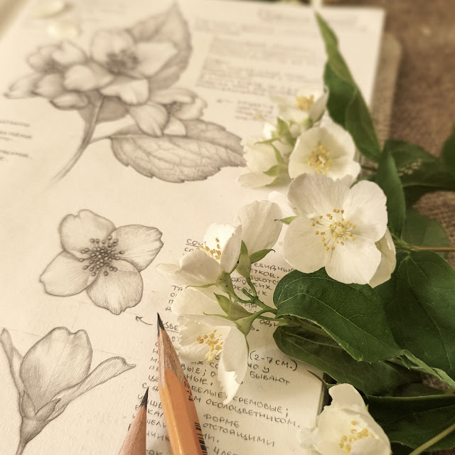 chubushnik venechnyj, Philadelphus coronarius, Linum usitatissimum, risunok-botanika, flower, small flower, sketchbook, botanical  illustration, nature sketchbook