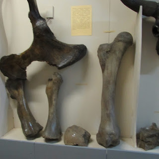 Кости мамонта