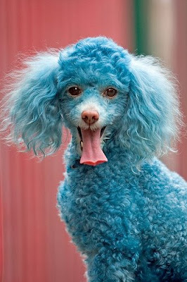 Funny Dog -Cotton the Blue Toy Poodle Pics