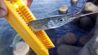 サヨリング 湾奥 サンドワーム