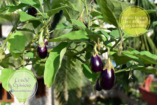 Urban Gardening: Harvesting Organic Eggplants