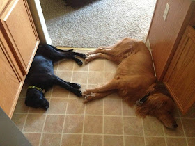 Cute dogs - part 11 (50 pics), dogs sleeping with their feet make heart shape