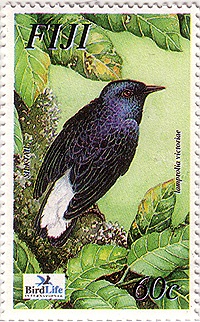 fiji2