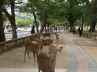 歩道はせんべいをあげる人たちに集まる鹿たち