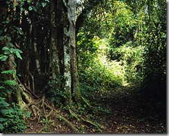 kakamega-forest-reserve