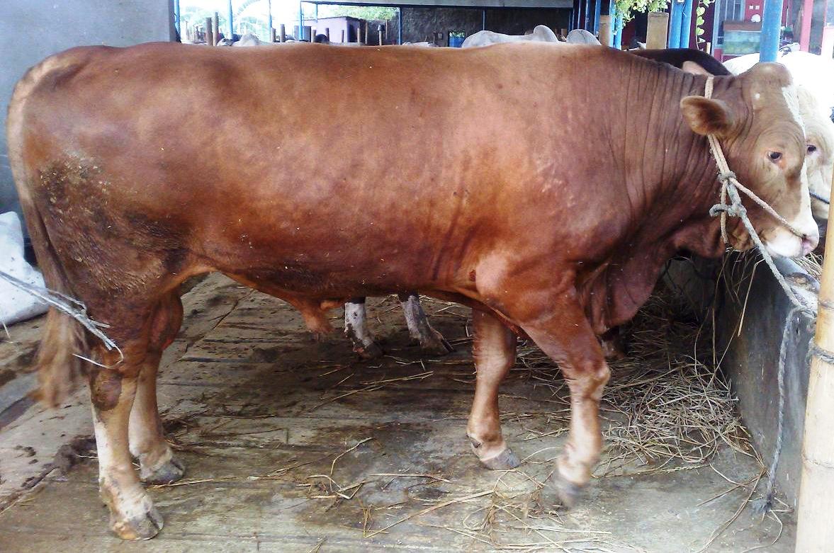 SAPI QURBAN 2015 TIMBANG HIDUP SEHAT & MURAH DI : SAPI 