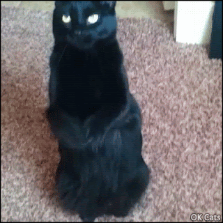 Funny Cat GIF • Black cat begging hard for treats. “Feed me pleeeaaase!” [ok-cats.com]