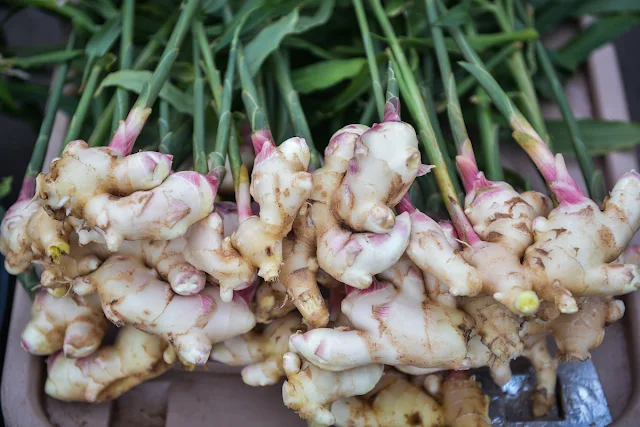 HOW TO GROW GINGER AT HOME IN 6 STEPS